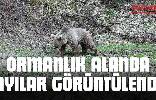 Kastamonu'da Ormanlık Alanda Ayılar Görüntülendi