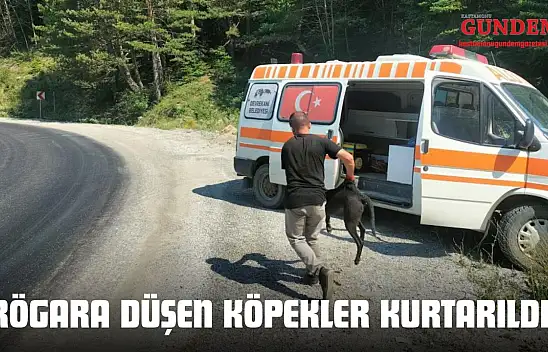 Kastamonu'da Rögara Düşen Köpekler Kurtarıldı 