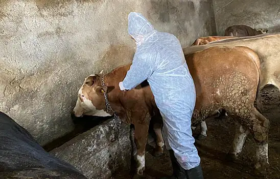 Kastamonu'da Şap Hastalığına Karşı Bilgilendirme Toplantısı Düzenlenecek