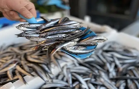 Kastamonu'da Sezonun İlk Hamsisi Tezgaha Çıktı