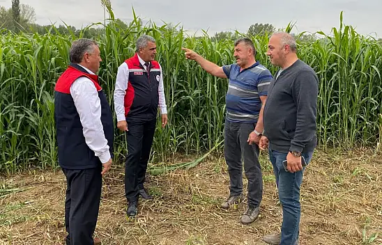 Kastamonu'da Sudan Sorgum Otu Ekili Alanlarda İnceleme