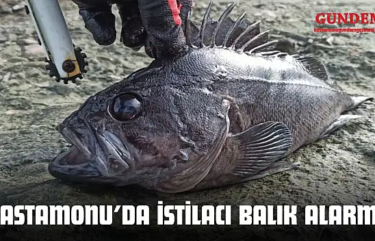 Kastamonu İnebolu Sahillerinde İstilacı Balık Alarmı!