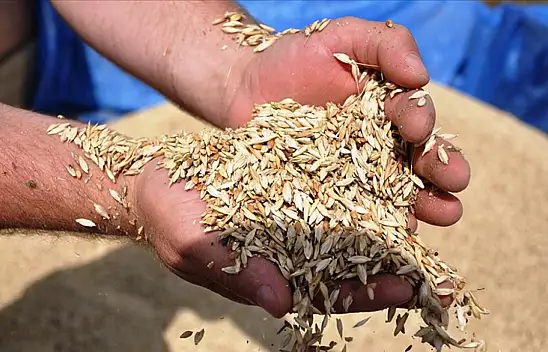Kastamonu'nun Şifa Kaynağı Siyez Buğdayı