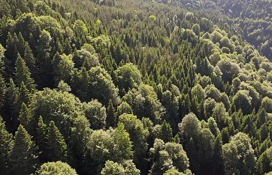 Kastamonu Orman Bölge Müdürlüğü'nden Doğa Çağrısı