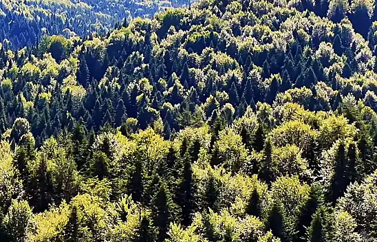 Kastamonu Ormanları Güzelliğiyle Mest Ediyor