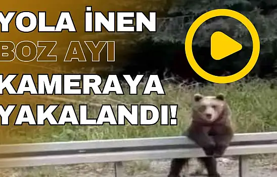 Kastamonulu Aileye Ayı Sürprizi