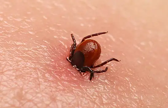 Kene uyarısı!