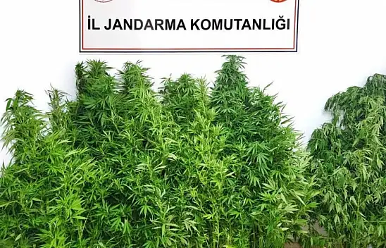 Kenevir Operasyonunda 1 Tutuklama