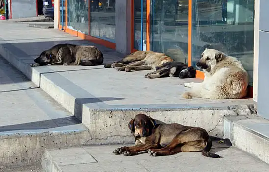 Köpeklerin Saldırısına Uğradılar