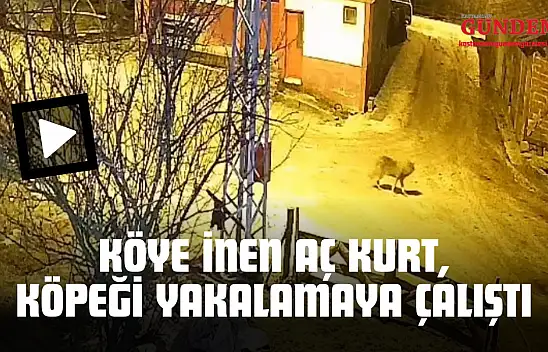 Köye İnen Aç Kurt, Köpeği Yakalamaya Çalıştı