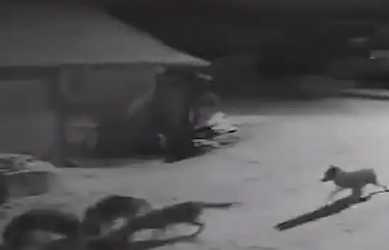 Köye İnen Kurtlar İnek Ve Köpeği Telef Etti