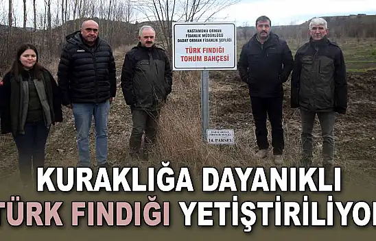 Kuraklığa Dayanıklı Türk Fındığı Yetiştiriliyor