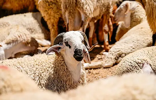 Kurban Tebliği Resmi Gazete'de Yayımlandı
