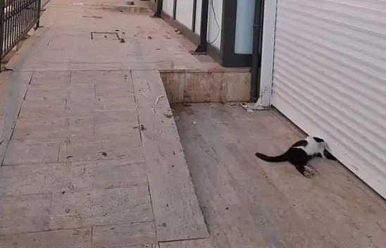 Market Kepenginin Altında Kalan Kedi Telef Oldu