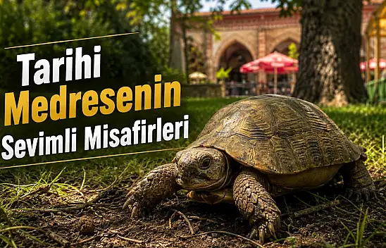 Münire Medresesi'nin Sevimli Sakinleri İlgi Odağı
