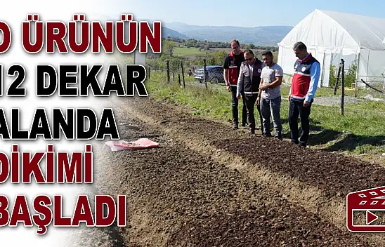 O Ürünün 12 Dekar Alanda Dikimi Başladı