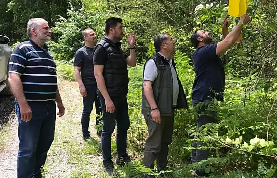 Ormanlara feromon tuzağı kuruluyor