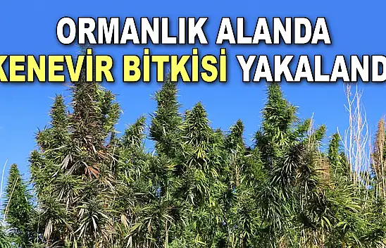 Ormanlık Alanda Kenevir Bitkisi Yakalandı