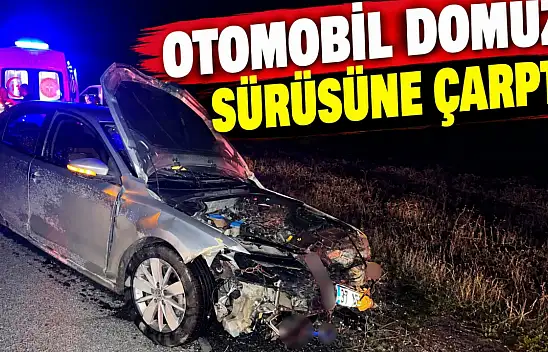 Otomobil Domuz Sürüsüne Çarptı