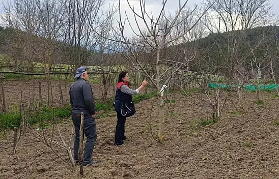 Sera Ve Meyve Bahçelerinde Saha İncelemeleri Devam Ediyor