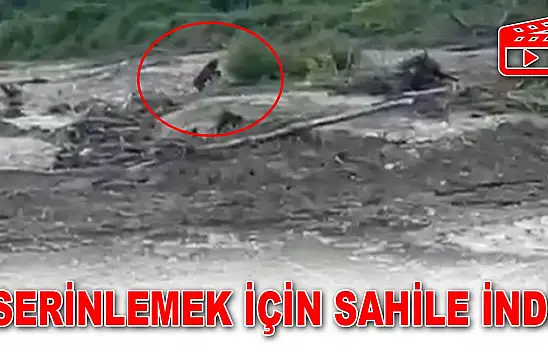 Serinlemek İçin Sahile İndi