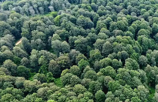 Sinop'ta kayın ormanları için doğal gençleştirme seferberliği