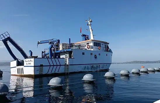 Sinop'ta Midye Seyreltme Çalışması