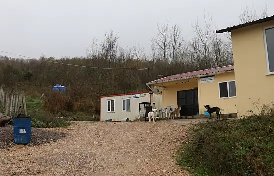 Sokak Hayvanları Kısırlaştırıldı