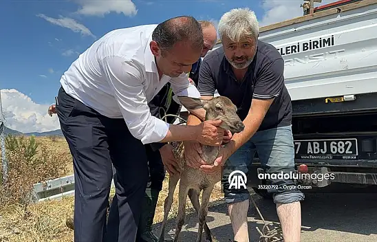 Su Kanalına Düşen Karaca Kurtarıldı