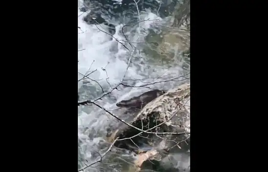 Tarım ve Orman Bakanı Yumaklı: 'Kastamonu'nun Bu Seferki Sürprizi 'Su Samuru' Oldu'