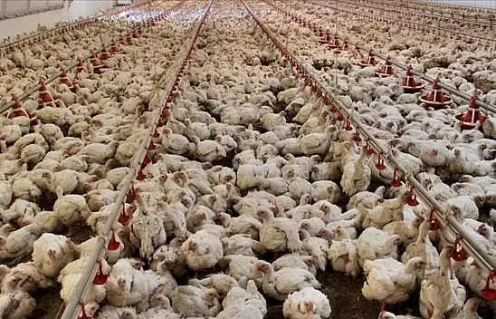 Tavuk Eti Üretimi 237 Bin 567 Ton Oldu