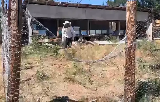 Tel örgülü önlem ayıları durduramadı