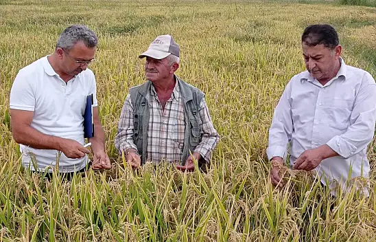 Tosya'da Çeltik Hasadı Başladı
