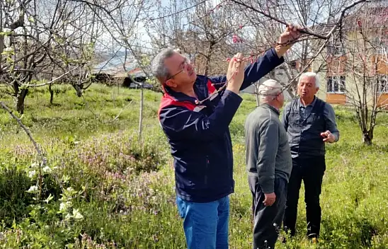 Tosya'da Tarım Ürünleri Zirai Dondan Etkilenmedi