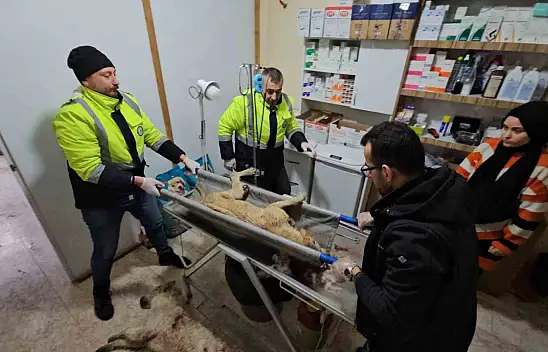 Tüfekle Vurularak Ağır Yaralanan İki Köpek Tedavi Altında