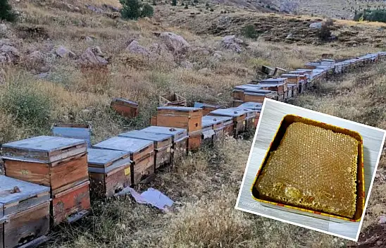 Ulubaba Dağ Balı Anzer Balına Rakip