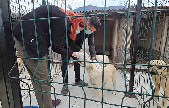 Ölüme Terk Edilen Köpekler Sağlığına Kavuştu