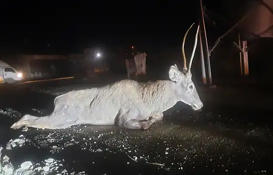 Yaralanan Geyik Kurtarılamadı