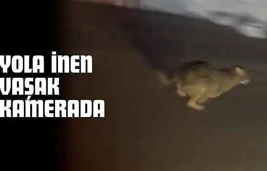 Yola İnen Vaşak Kamerada