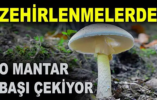 Zehirlenmelerde O Mantar Başı Çekiyor