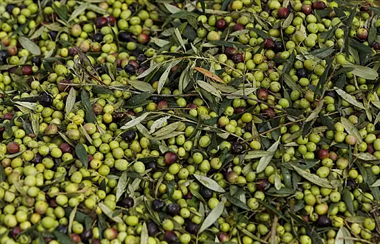 Zeytin Üretimi Rekor Kırdı