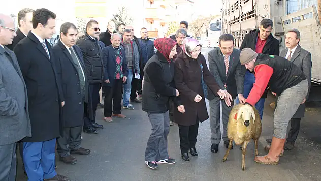 360 akkaraman koyunu daha teslim edildi