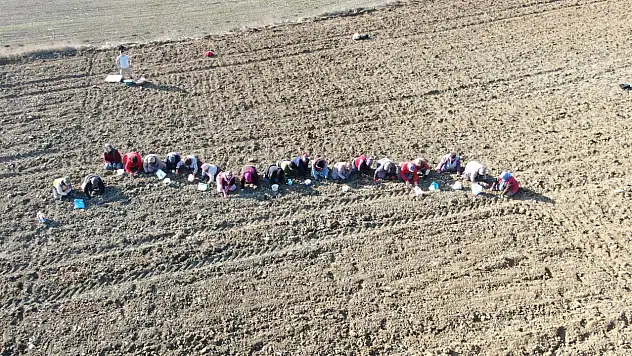 'Beyaz Altın' Toprakla Buluşuyor