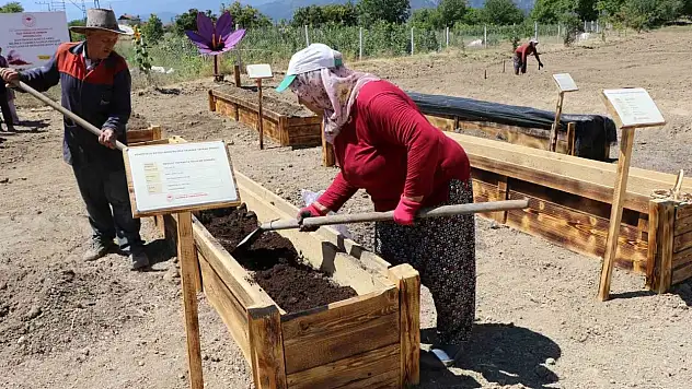 'Dünyanın en pahalı baharatı' köstebeklerden korunacak