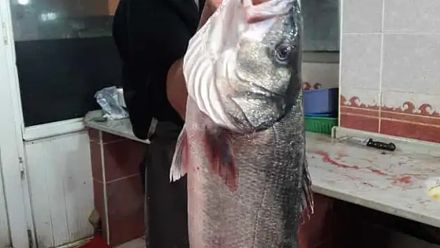 8 kilogramlık levrek yakaladılar