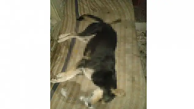 6 köpek katledildi