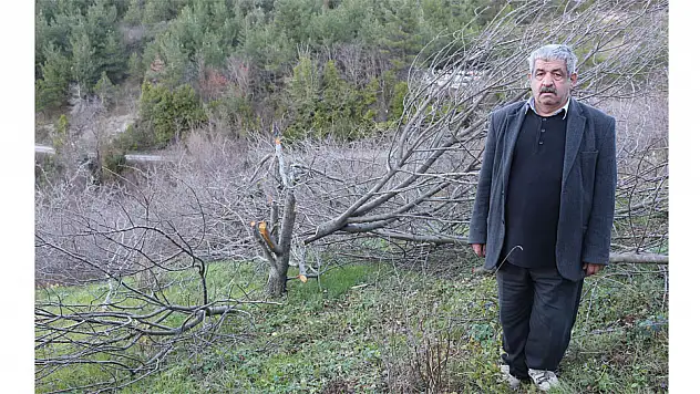 72 meyve ağacını kestiler