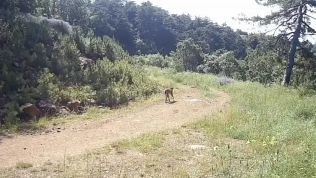 'Ormanın hayaleti' vaşak Çankırı'da görüntülendi