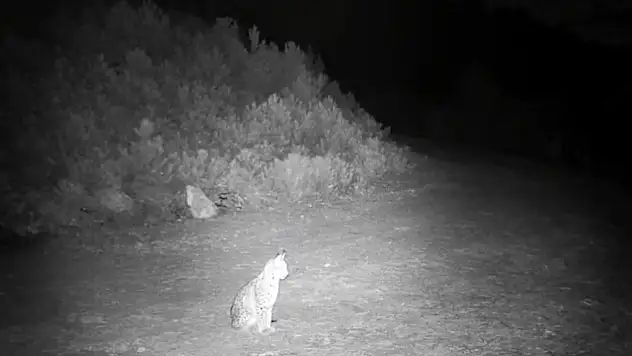 'Ormanın hayaleti' vaşak görüntülendi