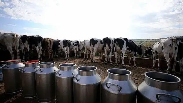 1 Milyon 21 Bin 399 Ton İnek Sütü Toplandı
